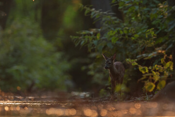 Sarna europejska (Capreolus capreolus) roe deer © Bartosz Rakoczy