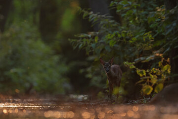 Sarna europejska (Capreolus capreolus) roe deer © Bartosz Rakoczy