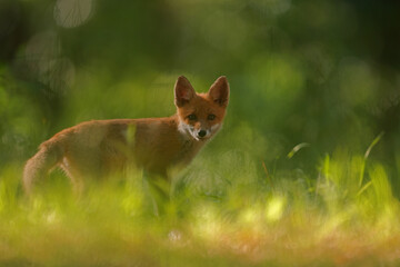 Sarna europejska (Capreolus capreolus) roe deer © Bartosz Rakoczy