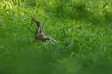 Sarna europejska (Capreolus capreolus) roe deer © Bartosz Rakoczy