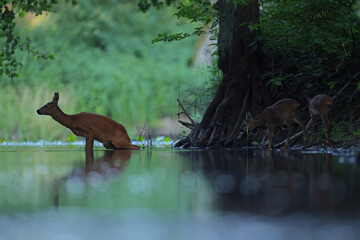 Sarna europejska (Capreolus capreolus) roe deer © Bartosz Rakoczy