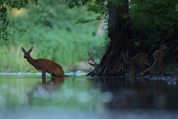 Sarna europejska (Capreolus capreolus) roe deer © Bartosz Rakoczy