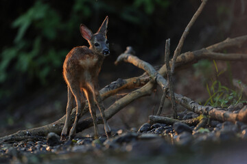 Sarna europejska (Capreolus capreolus) roe deer © Bartosz Rakoczy