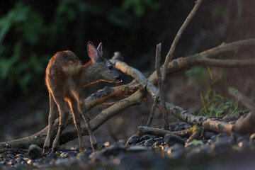 Sarna europejska (Capreolus capreolus) roe deer © Bartosz Rakoczy