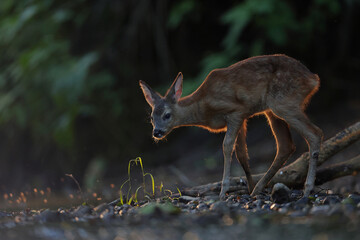Sarna europejska (Capreolus capreolus) roe deer © Bartosz Rakoczy