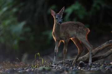 Sarna europejska (Capreolus capreolus) roe deer © Bartosz Rakoczy