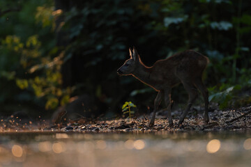 Sarna europejska (Capreolus capreolus) roe deer © Bartosz Rakoczy