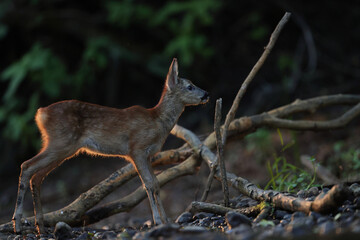 Sarna europejska (Capreolus capreolus) roe deer © Bartosz Rakoczy