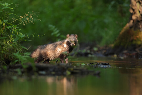 Jenot (Nyctereutes) raccoon dog