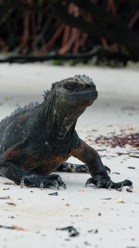 Marine iguana on white sand, Isabela Island. Ground-level close view of a dark scaled reptile with dorsal spines, claws, and scattered sand debris.