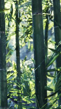 Tall bamboo plants stand in a forest. Sunlight shines through the leaves and highlights the green stalks. The scene shows nature in a lush setting during daytime with clear weather.