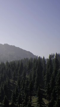 Tall green trees fill the view in the foreground while mountains stand in the background under a clear sky. Sunlight shines over the landscape showing natures beauty during the day.