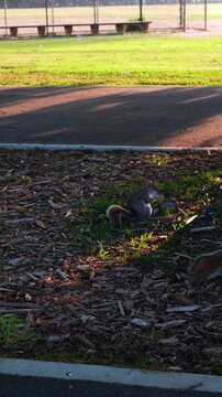 Gray squirrel eating beside path in New York City. Brown tail, wood chips and fenced ballfield in background.