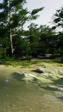 A forest area with tall trees and a body of water. The sun is shining bright, and the environment appears lively with greenery all around. Reflections can be seen on the water.