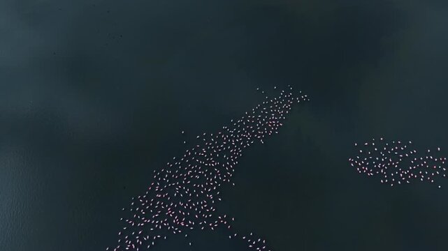 Flamingo flock in dark lake water from above. Pink birds form separate clusters on a rippled surface.