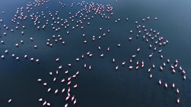 Flamingos scattered across dark water in aerial view. Pink birds form loose clusters around open water.