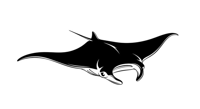 Manta ray vector illustration isolated on white background