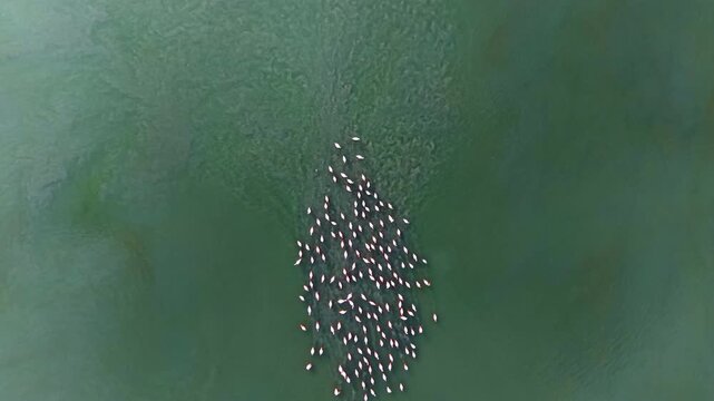 Flamingo flock seen from above in green water, compact group, rippled surface and open surrounding space.
