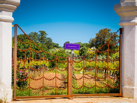 Primitivo vineyard gates and panoramic landscape with wine variety chart, scenic grape fields and viticulture information display for wine production and tourism