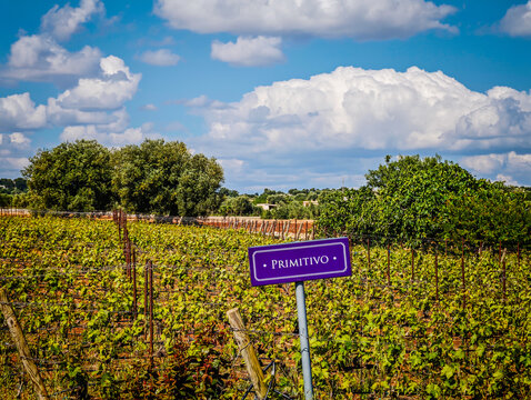 Primitivo vineyard panoramic landscape with wine variety chart, scenic grape fields and viticulture information display for wine production and tourism