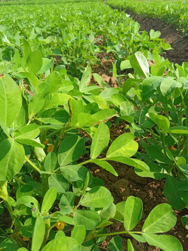 Close up view of vibrant green peanut plant leaves in field
