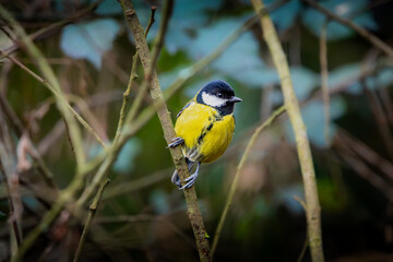 A Great Tit grips a branch in Bristol, watching the world go by — yellow waistcoat on, ready for the day. © Johnathan