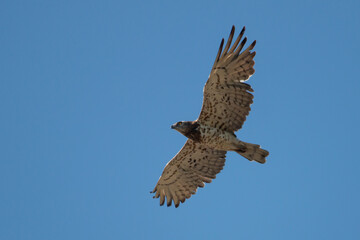 Fototapeta premium ​Short-toed Snake Eagle Soaring in Blue Summer Sky in Greece.