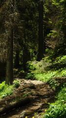 Fototapeta premium footpath in the woods, green forest hidden oasis in the dolomites