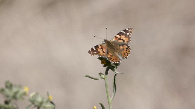 A Painted Lady butterfly spends a few seconds feeding from a Yellow Cryptantha flower before flying away on a sunny spring day in the desert of Southern Utah USA. 