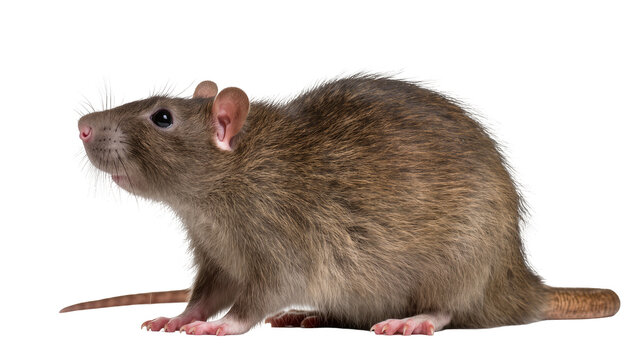 Isolated cute brown rat in profile, standing and looking left, studio shot of rodent animal