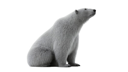 Isolated beautiful polar bear sitting looking up, majestic wild arctic mammal predator © Andrei