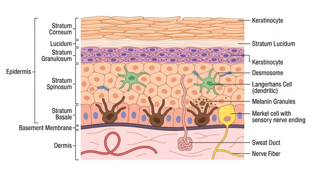 Detailed anatomical illustration of human skin layers with labeled components, showcasing the epidermis, dermis, and key structures in a clear, educational diagram.