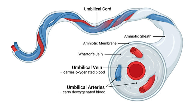 Detailed illustration of a human umbilical cord cross-section with labeled components on a white background.