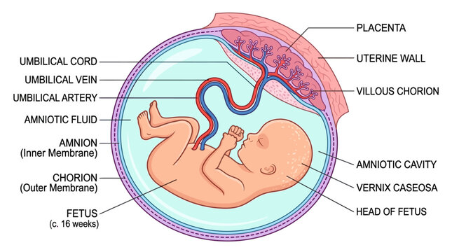 Detailed anatomical illustration of a fetus at 16 weeks in the womb, showing the umbilical cord, amniotic fluid, and placenta, with labeled parts.