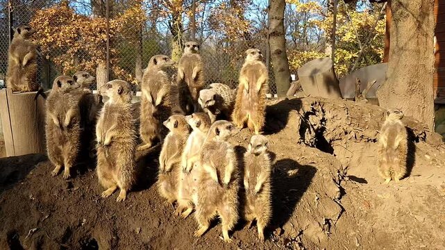 Meerkat group, its scientific name is Suricata suricatta