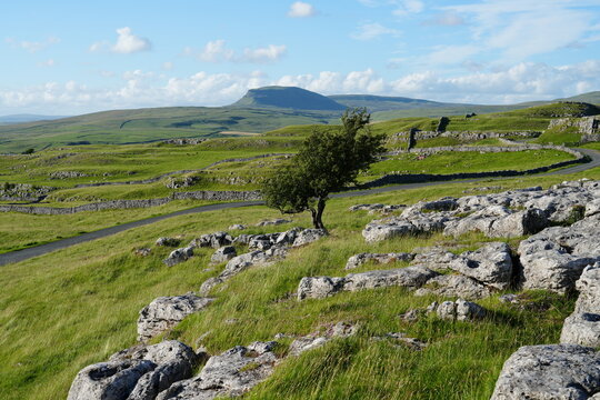 Langcliffe to Malham Road with  Pen-y-ghent in the distance, Yorkshire Dales, England, UK