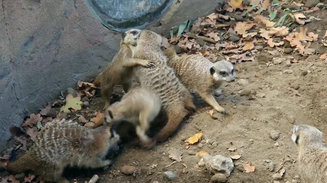 Meerkat group, its scientific name is Suricata suricatta
