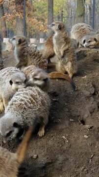Meerkat group, its scientific name is Suricata suricatta