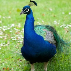 Obraz premium peacock in the park