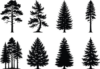 Obraz premium Evergreen pine and spruce tree silhouettes black forest collection