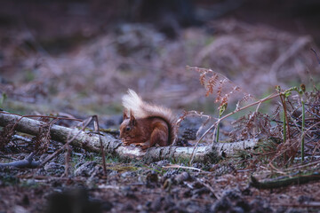 Fototapeta premium Red Squirrels Foraging on Forest Logs at Pow Hill Country Park, County Durham, Wildlife Behaviour in Natural Woodland Habitat