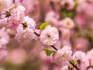 Naklejka premium Beautiful Pink Flowers of Prunus triloba, Blossom, pink flowers. Prunus triloba, sometimes called flowering plum or flowering almond, a name shared with Prunus jacquemontii