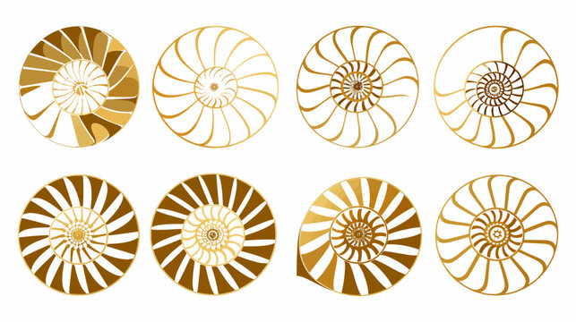 Golden nautilus shell segments arranged on white background