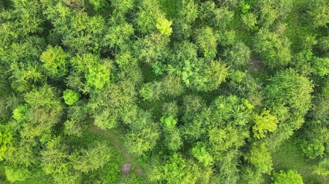 Aerial view of lush green forest canopy with diverse tree species, showcasing vibrant foliage and varying shades of green in a natural landscape during daylight hours