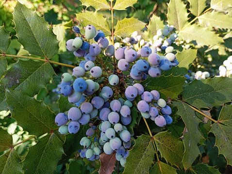 Beautiful commercial photograph of ripe blue mahonia aquifolium berries growing on a bush in a sunny summer garden. This high-quality botanical shot captures a dense cluster of purple oregon grape ber