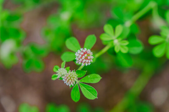 Vista cenital macro de tr&eacute;bol persa (Trifolium resupinatum) con hojas trifoliadas verdes y brote floral rosado