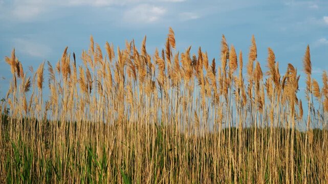 Tall reed grass beneath blue sky in wetland, golden seed heads and green leaves fill the frame.