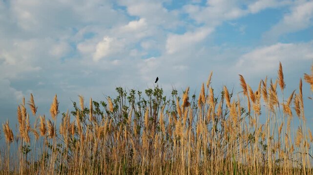 Black bird on reeds beneath clouded sky, pale plumes and leafy shrubs rise from a marsh.