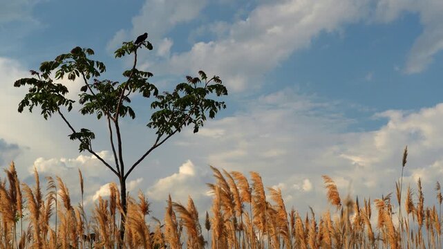 Tree and reeds with perched bird under clouds. Low viewpoint, green foliage and dry plumes frame the sky.