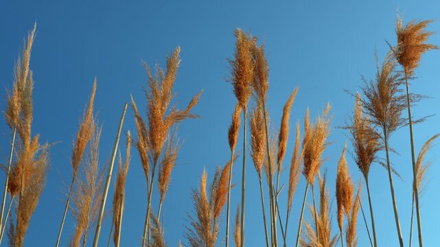 Tall reeds against clear blue sky in daylight. Low angle view shows dry plumes and long green stems.
